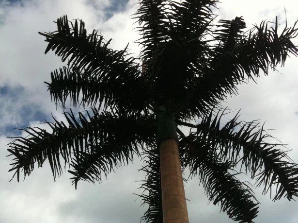 Torre de pinheiros de comunicações disfarçadas