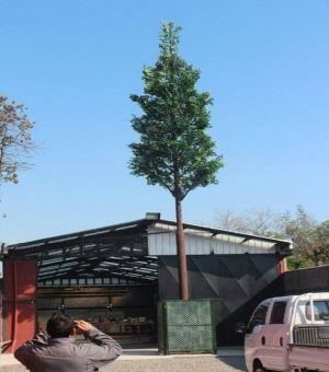 Torre de pinheiro de telecomunicações de camuflagem