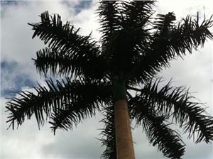 Torre de Telecomunicações de Pinheiros Camuflados